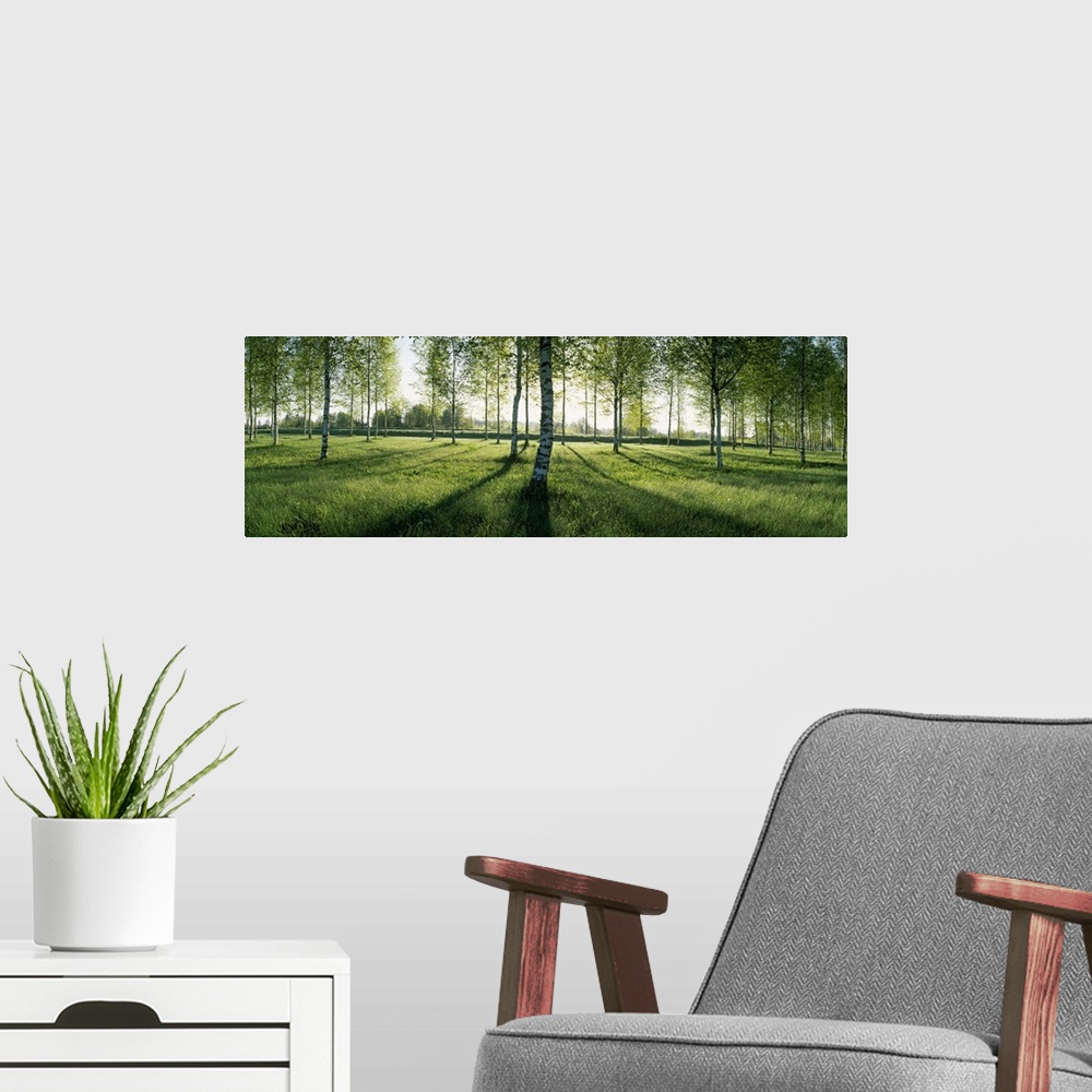 A modern room featuring Birch trees in a forest, Imatra, South Karelia, Southern Finland, Finland