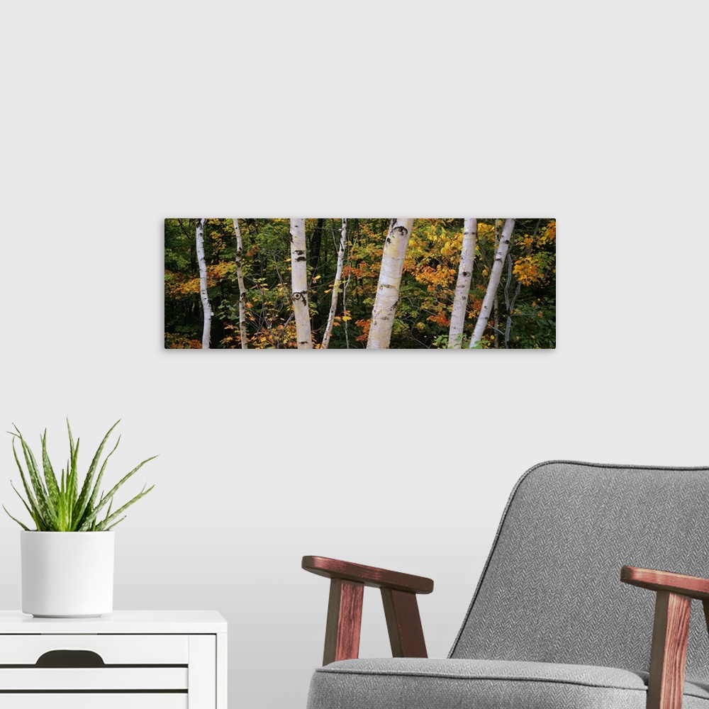A modern room featuring This panoramic piece shows several different size birch trees with green, yellow and orange color...