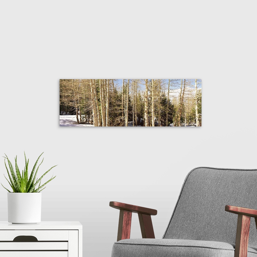 A modern room featuring Birch trees on a mountain, Ebbetts Pass, Sierra Nevada, Alpine County, California, USA