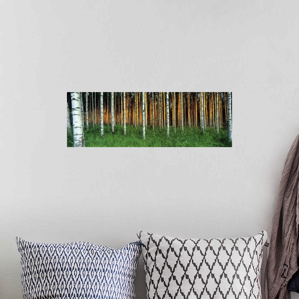 A bohemian room featuring Large panoramic photo of birch tree trunks in Saimma Lakelands, Finland. Top of trees are not vis...