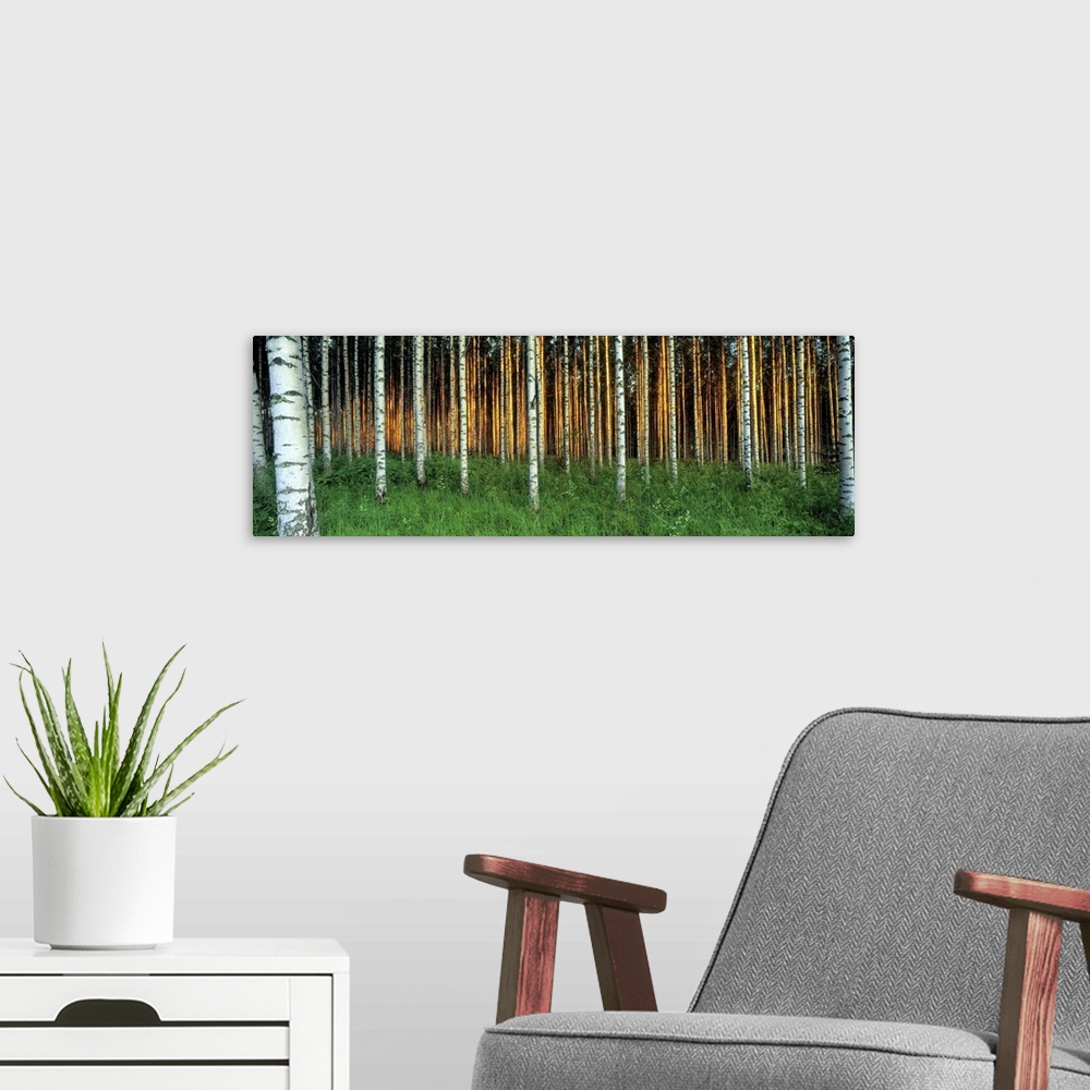 A modern room featuring Large panoramic photo of birch tree trunks in Saimma Lakelands, Finland. Top of trees are not vis...