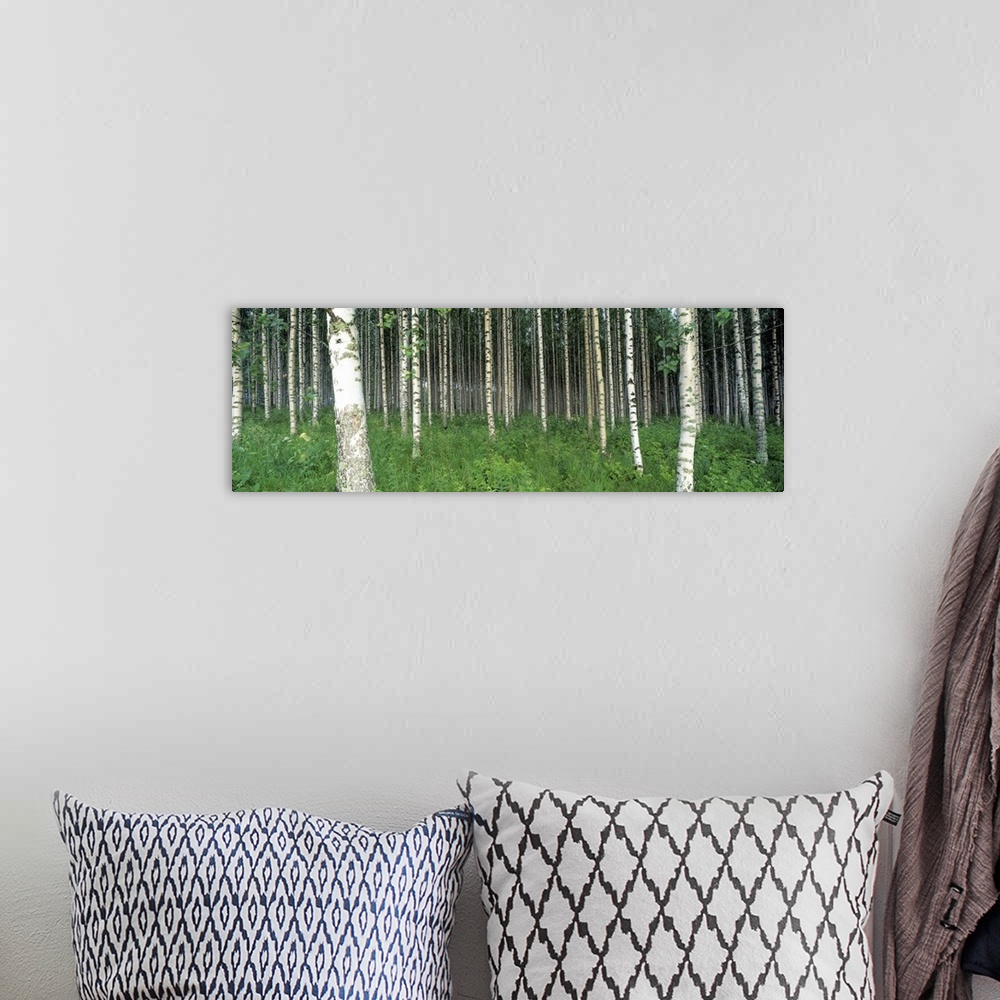 A bohemian room featuring Birch Trees Saimma Lakelands Finland