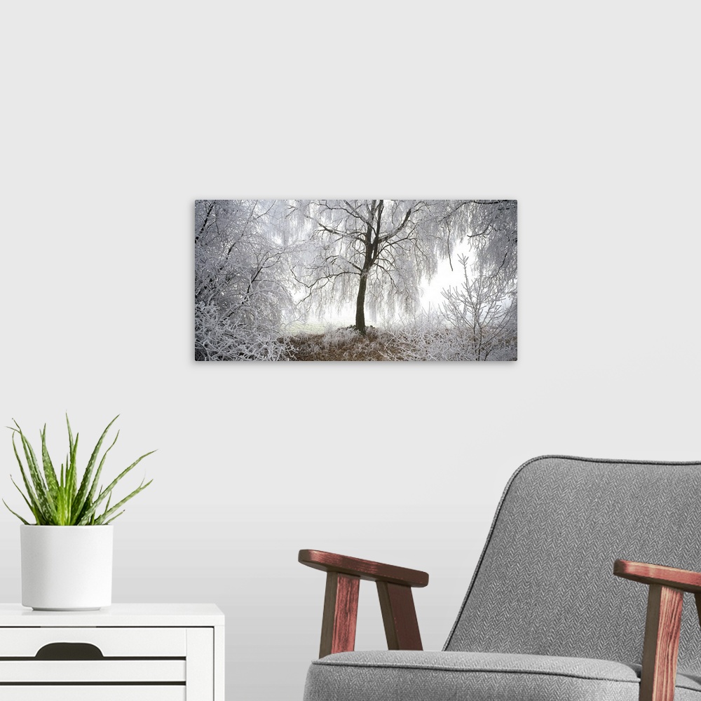 A modern room featuring Birch Trees with rime in fog Switzerland
