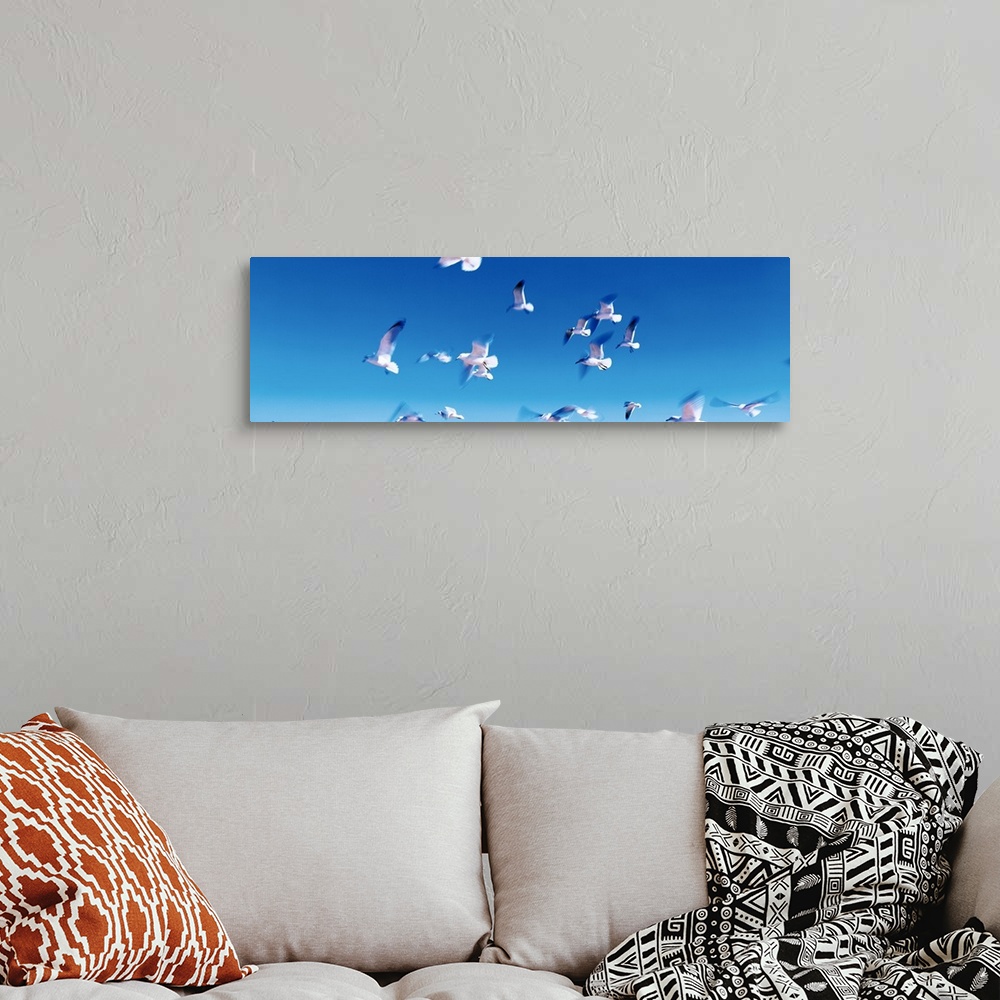 A bohemian room featuring Panoramic photograph of a flock of seagulls in flight, in a vibrant blue sky over Flagler Beach, ...