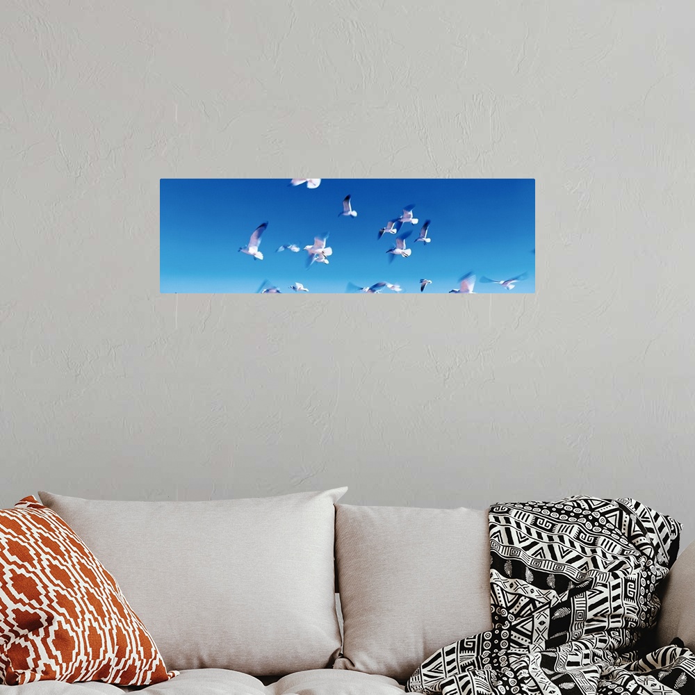 A bohemian room featuring Panoramic photograph of a flock of seagulls in flight, in a vibrant blue sky over Flagler Beach, ...