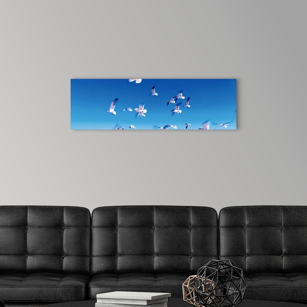 A modern room featuring Panoramic photograph of a flock of seagulls in flight, in a vibrant blue sky over Flagler Beach, ...