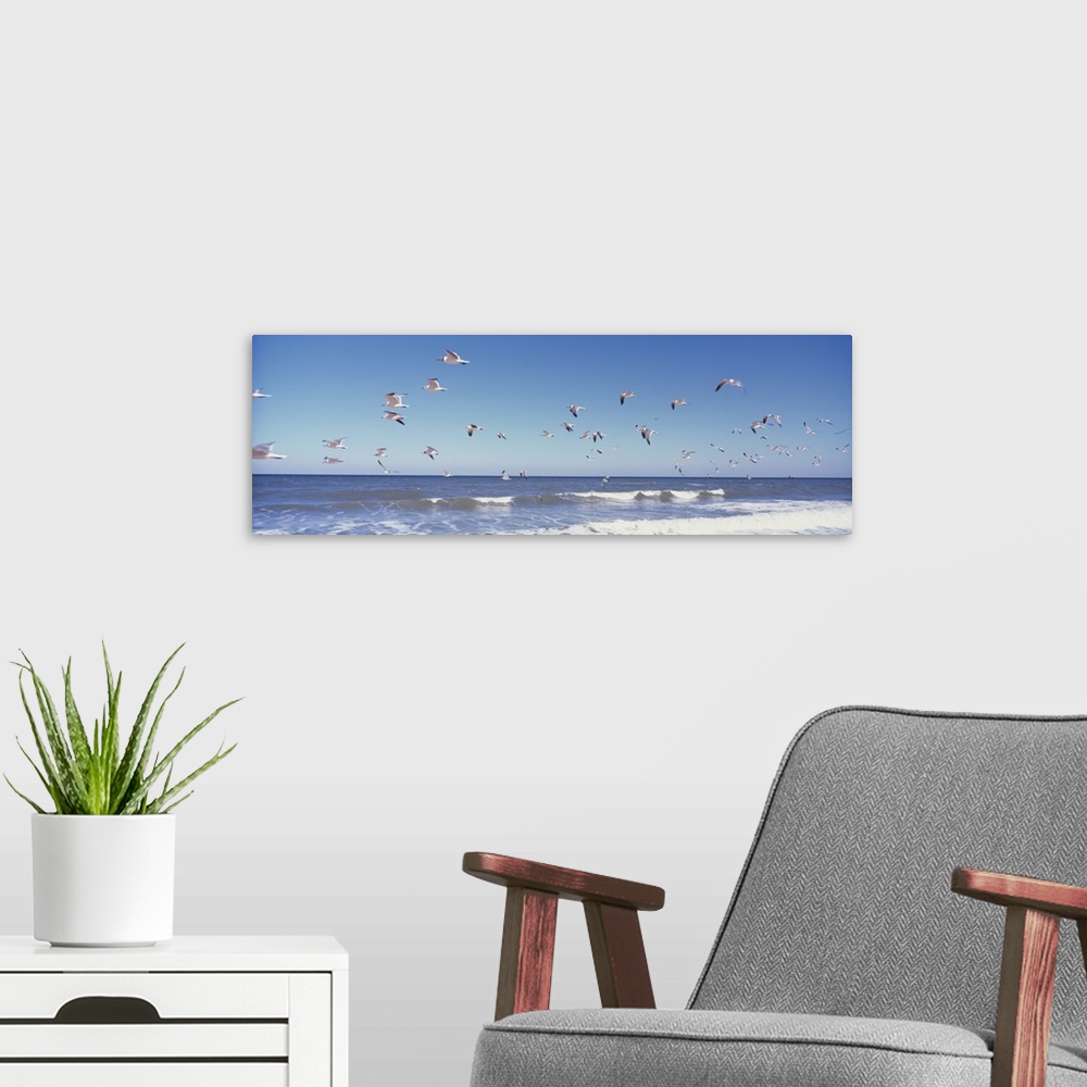 A modern room featuring Panoramic photograph of seagull flock flying over water.