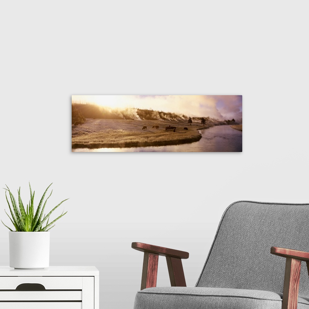 A modern room featuring Panoramic photograph of a herd of buffalo grazing along the Firehole Rive in Yellowstone National...
