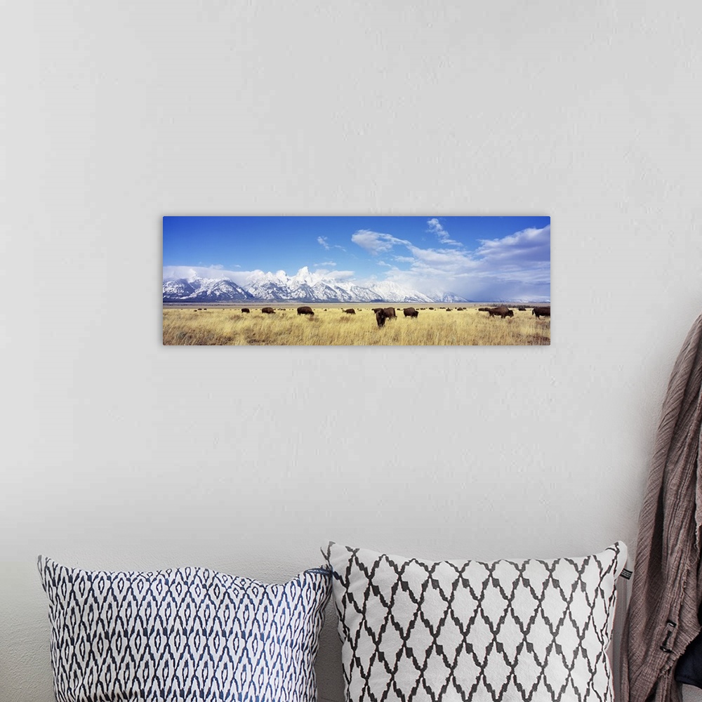 A bohemian room featuring Panoramic photograph of buffalo grazing in field with snow covered mountains in the distance unde...