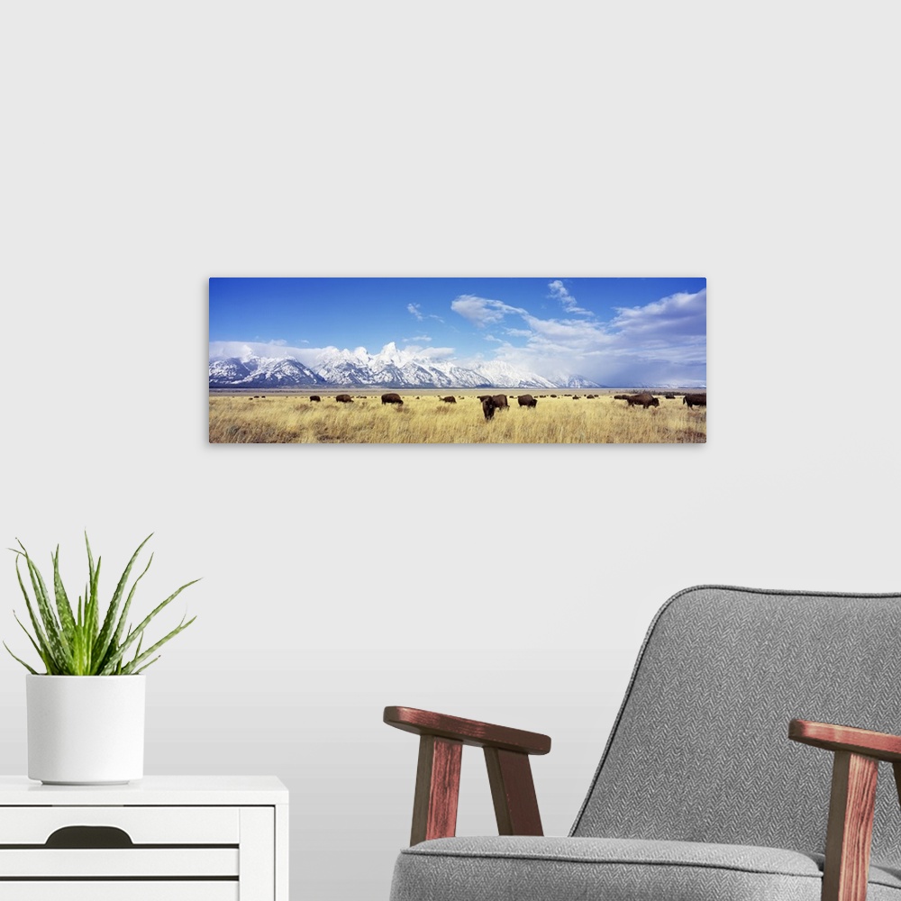 A modern room featuring Panoramic photograph of buffalo grazing in field with snow covered mountains in the distance unde...