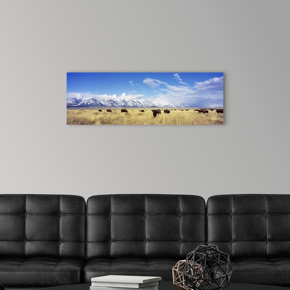 A modern room featuring Panoramic photograph of buffalo grazing in field with snow covered mountains in the distance unde...