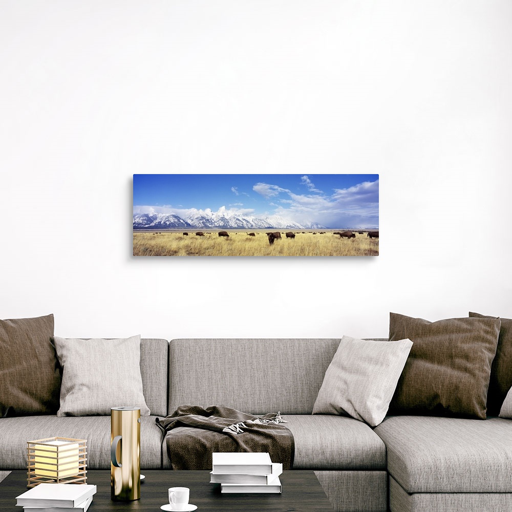A traditional room featuring Panoramic photograph of buffalo grazing in field with snow covered mountains in the distance unde...
