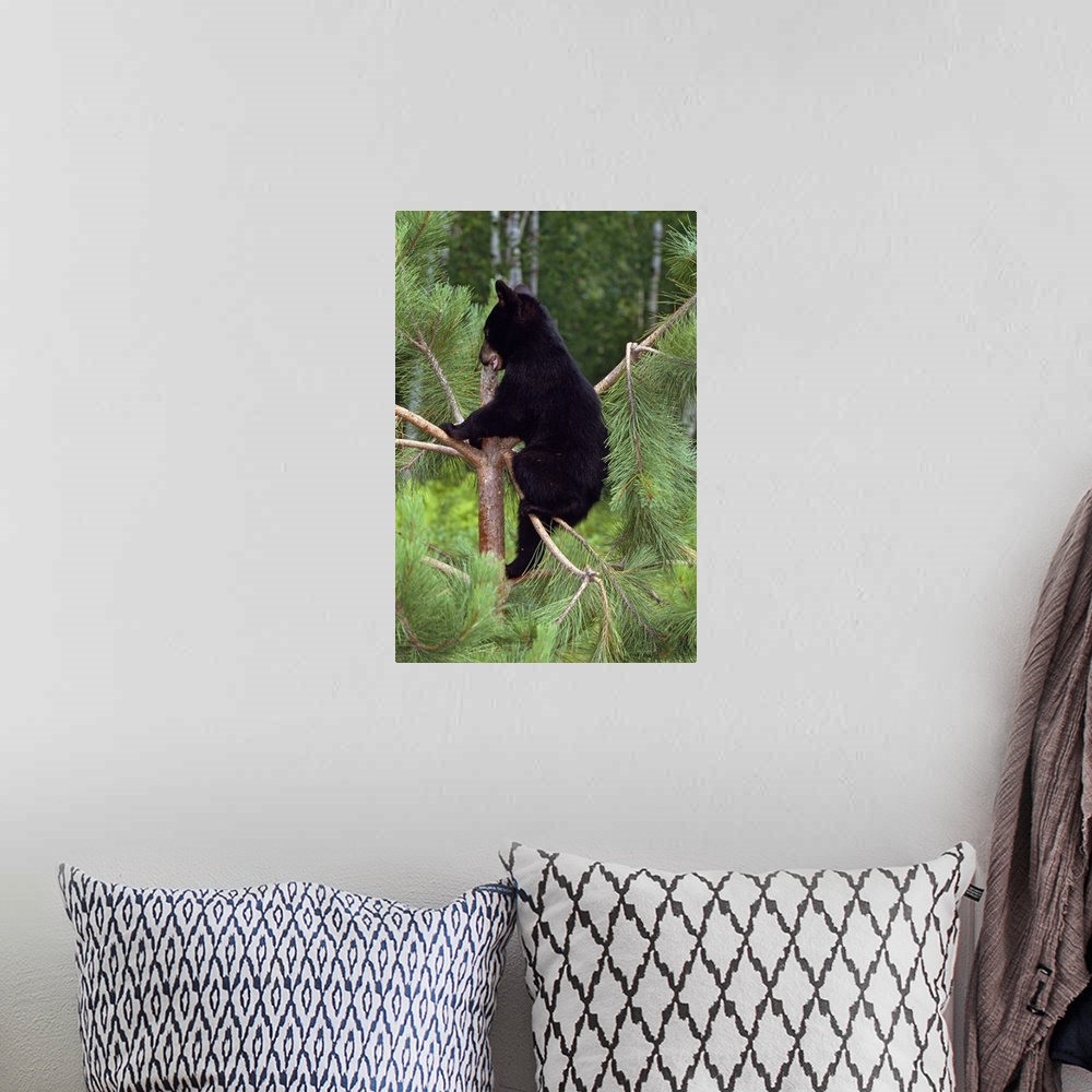 A bohemian room featuring Vertical image print of a baby bear climbing a tree with a forest in the background.