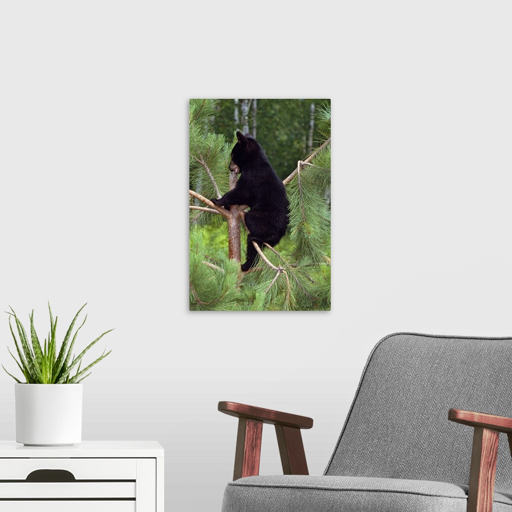 A modern room featuring Vertical image print of a baby bear climbing a tree with a forest in the background.