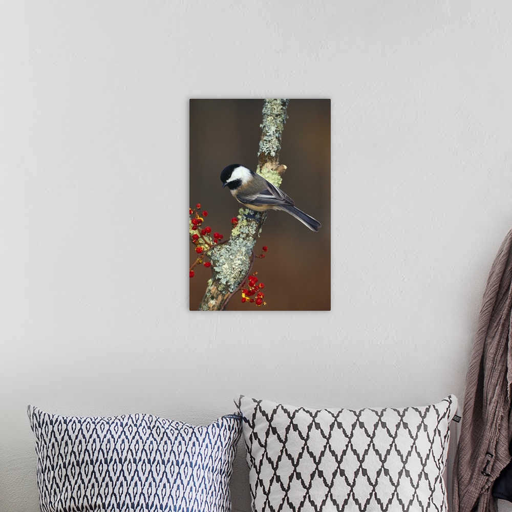 A bohemian room featuring A small garden bird with a slightly forked tail and distinct head markings is perched on a branch...