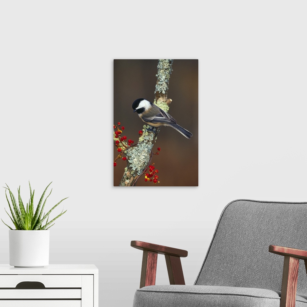 A modern room featuring A small garden bird with a slightly forked tail and distinct head markings is perched on a branch...