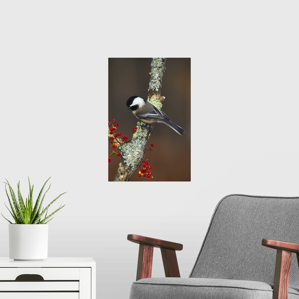 A modern room featuring A small garden bird with a slightly forked tail and distinct head markings is perched on a branch...
