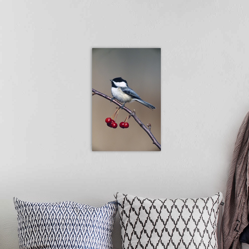 A bohemian room featuring Black-capped chickadee bird perching on branch with cherries, Michigan