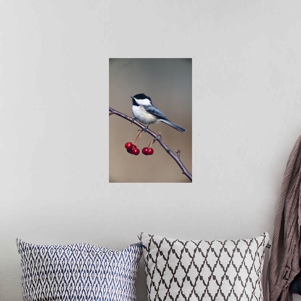 A bohemian room featuring Black-capped chickadee bird perching on branch with cherries, Michigan