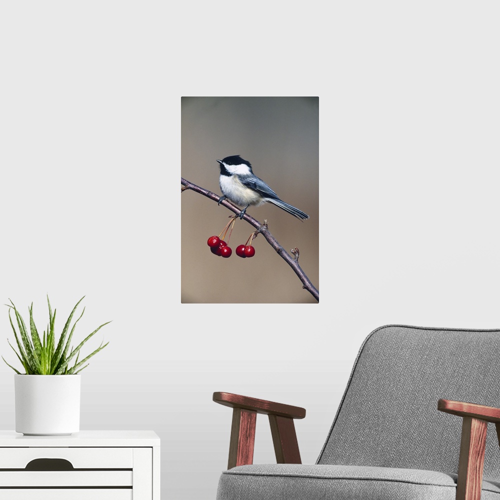 A modern room featuring Black-capped chickadee bird perching on branch with cherries, Michigan