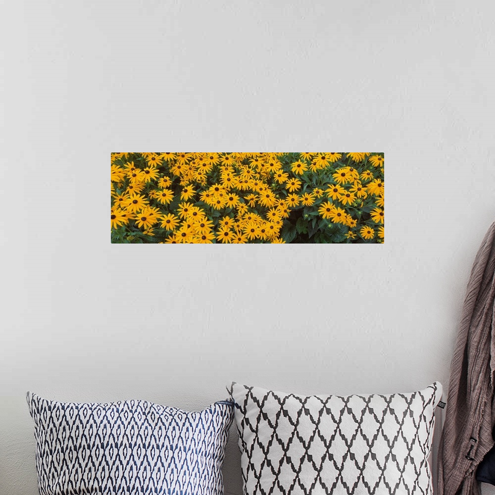 A bohemian room featuring Black Eyed Susans