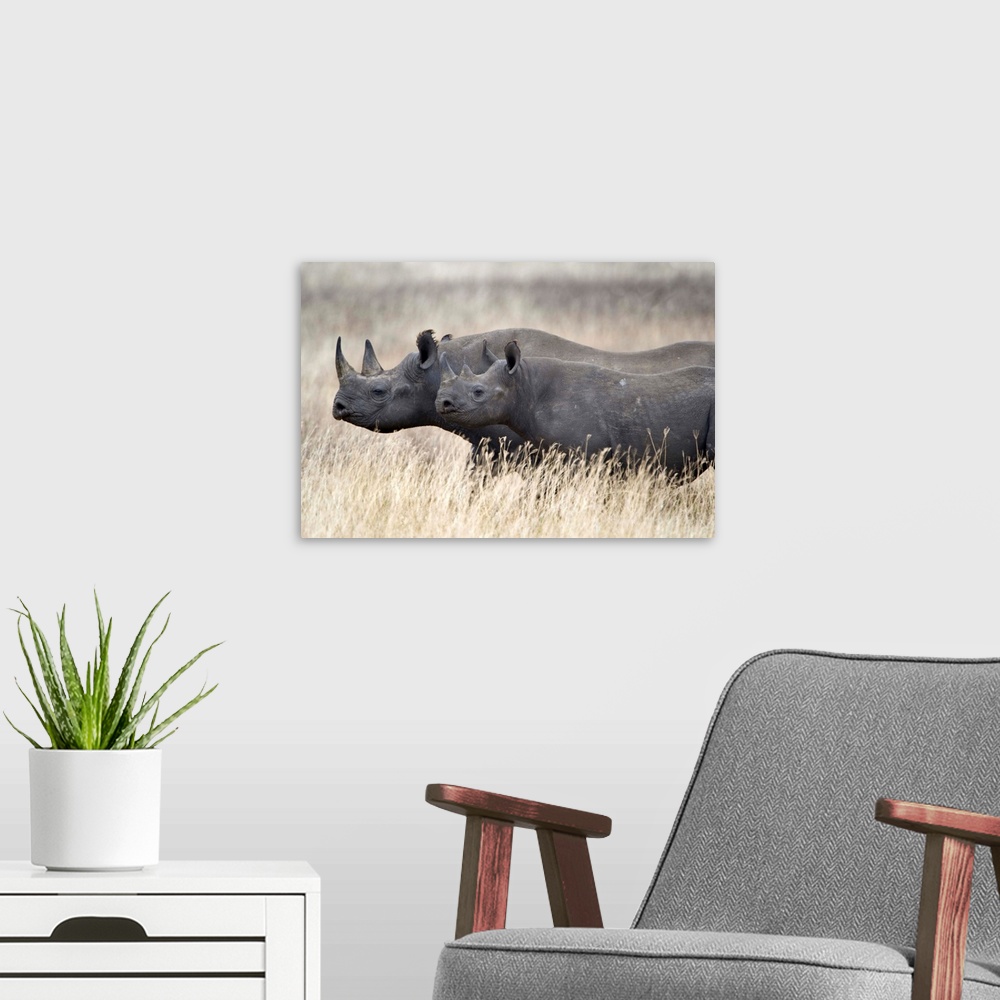 A modern room featuring Black rhinoceros (Diceros bicornis) with its calf in a field, Tanzania