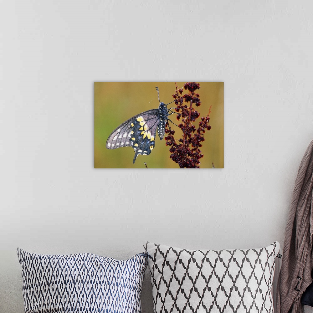 A bohemian room featuring Black Swallowtail Butterfly (Papilio Polyxenes) On Branch