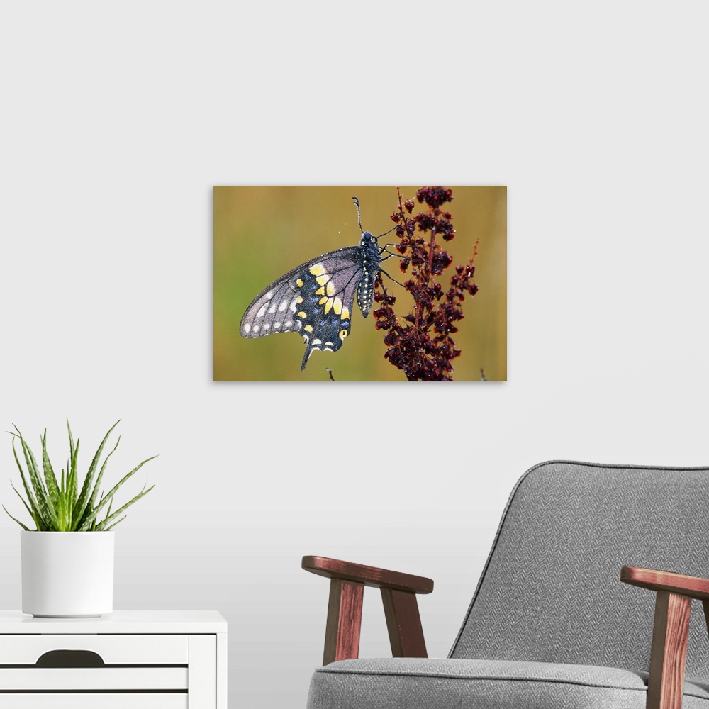 A modern room featuring Black Swallowtail Butterfly (Papilio Polyxenes) On Branch
