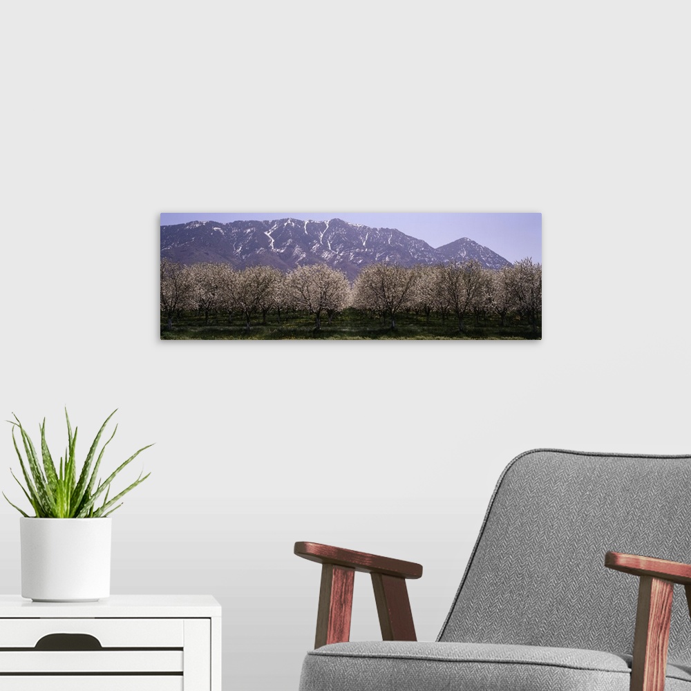 A modern room featuring Blooming Apple Trees Wasatch Mountains Santaquin UT