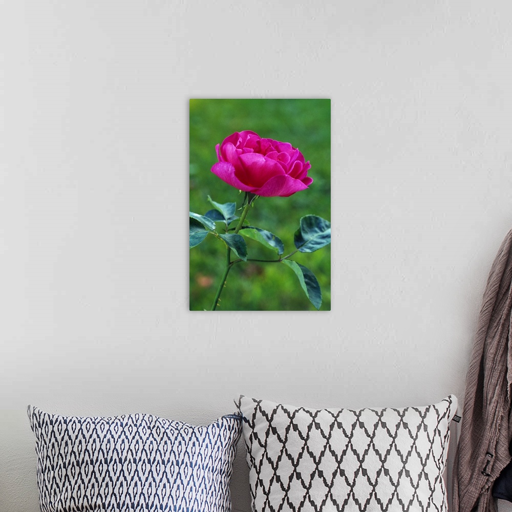 A bohemian room featuring Blooming rose flower, selective focus.