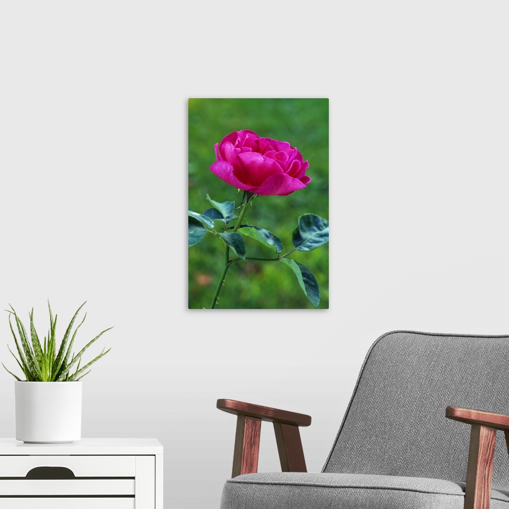 A modern room featuring Blooming rose flower, selective focus.