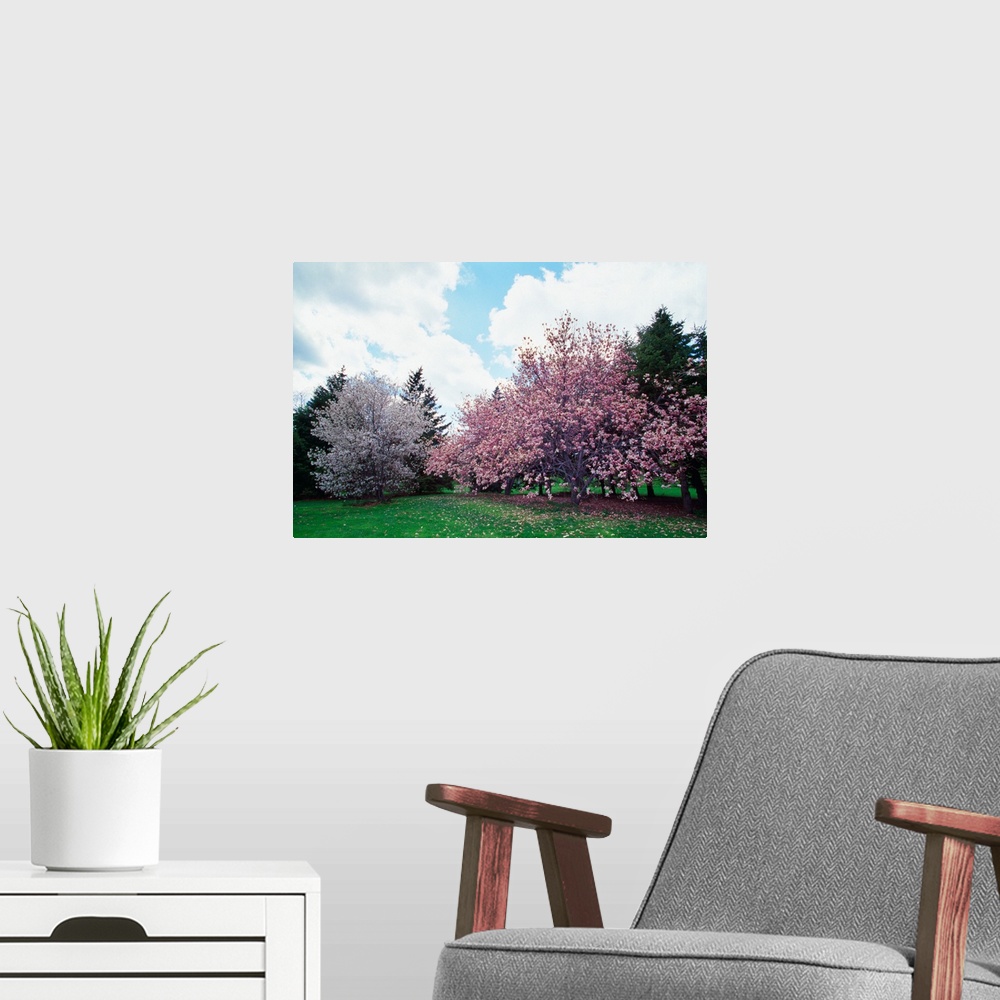 A modern room featuring Blooming star and saucer magnolia trees, New York