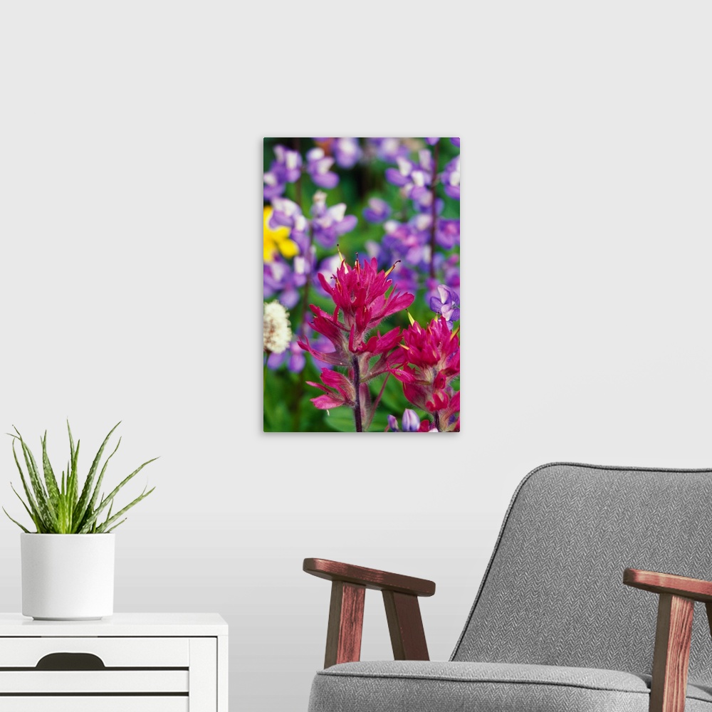 A modern room featuring Blooming wildflowers, close up, Mount Rainier National Park, Washington