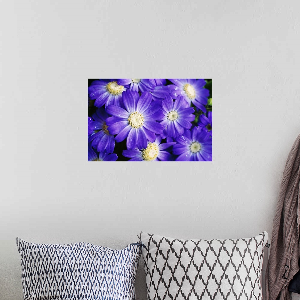 A bohemian room featuring Up-close photograph of flowers.