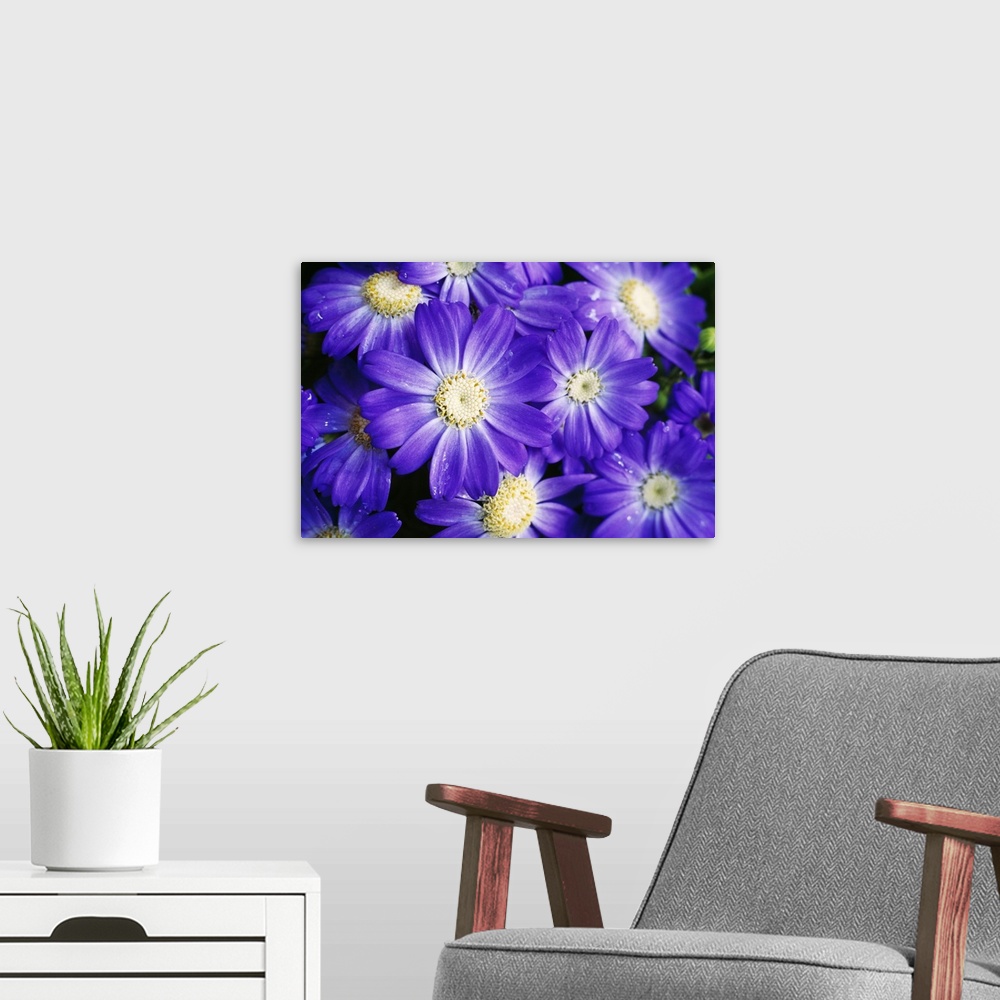 A modern room featuring Up-close photograph of flowers.
