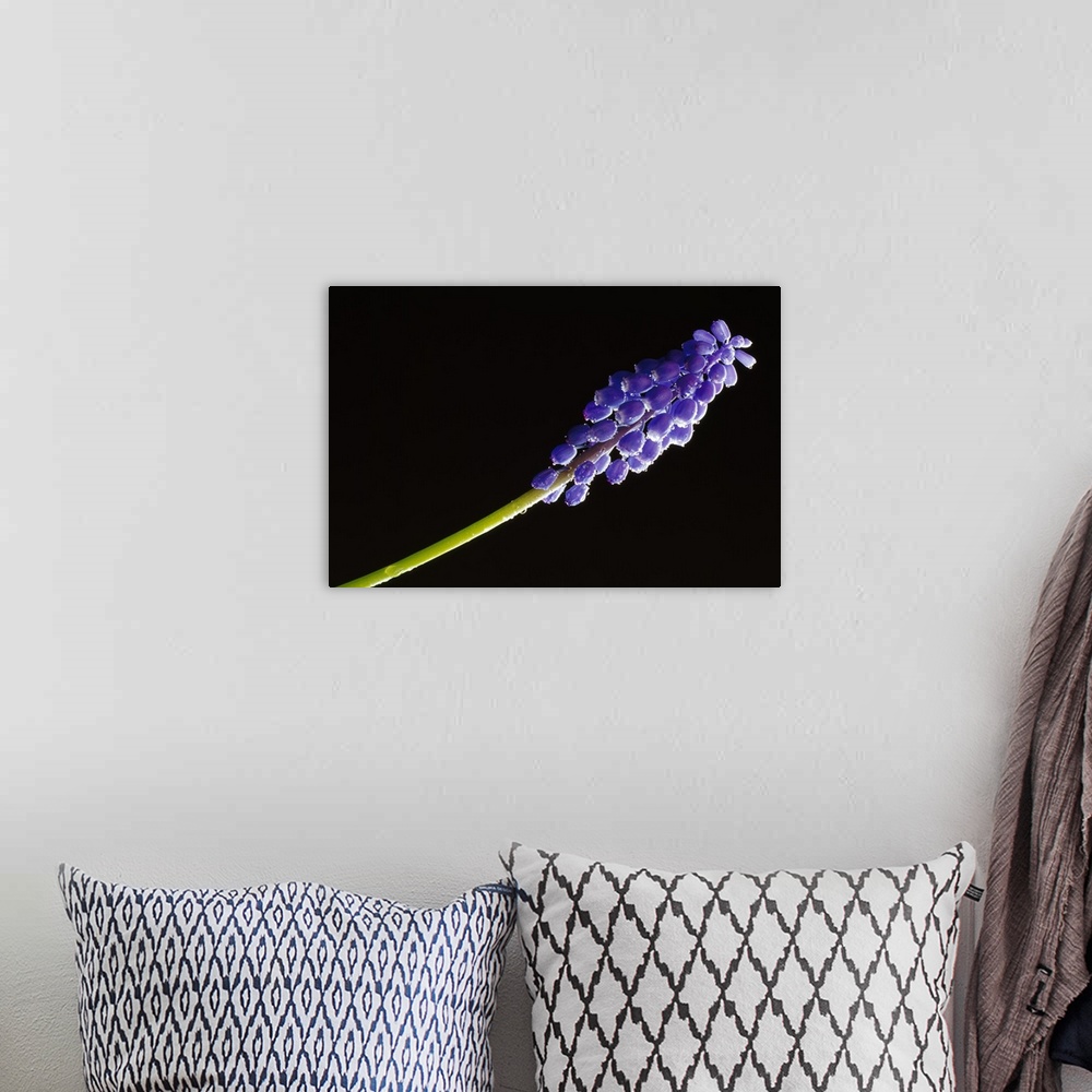A bohemian room featuring Blue grape hyacinth flower blossom, close-up, black background.