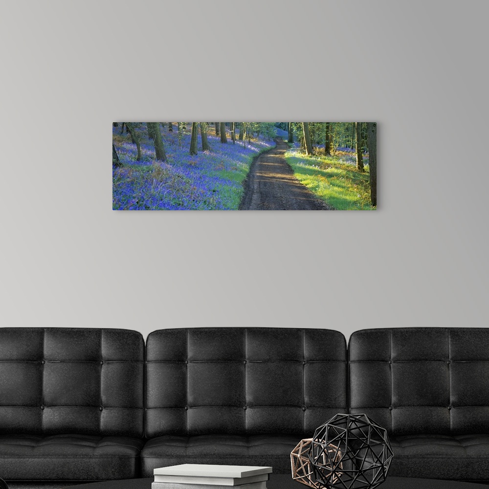 A modern room featuring Bluebell flowers along a dirt road in a forest, Gloucestershire, England