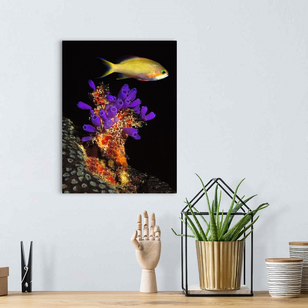 A bohemian room featuring Bluebell tunicate (Clavelina puertosecensis) and Anthias Fish (Pseudanthias lori) in the sea