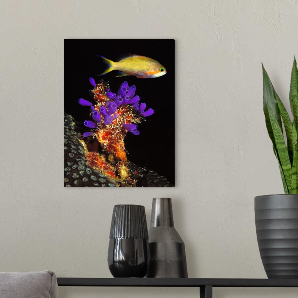 A modern room featuring Bluebell tunicate (Clavelina puertosecensis) and Anthias Fish (Pseudanthias lori) in the sea