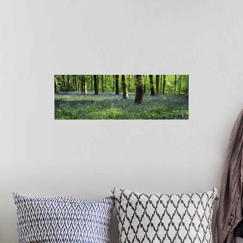 A bohemian room featuring Panoramic photograph taken of a woodland in the United Kingdom that is packed with a sea of flowe...