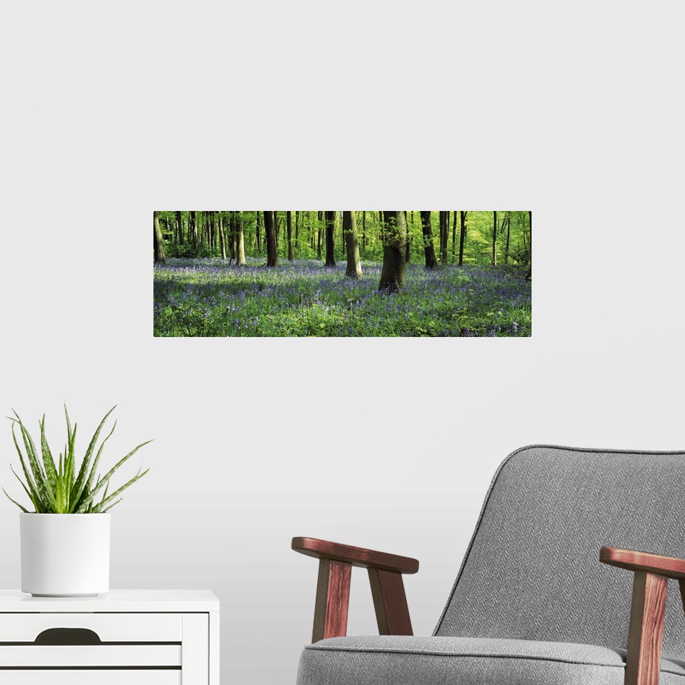A modern room featuring Panoramic photograph taken of a woodland in the United Kingdom that is packed with a sea of flowe...