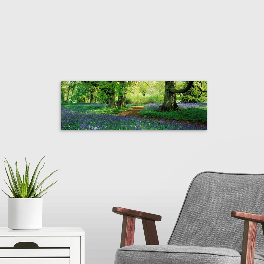 A modern room featuring A panoramic photograph of a path through the woods lined with wildflowers.