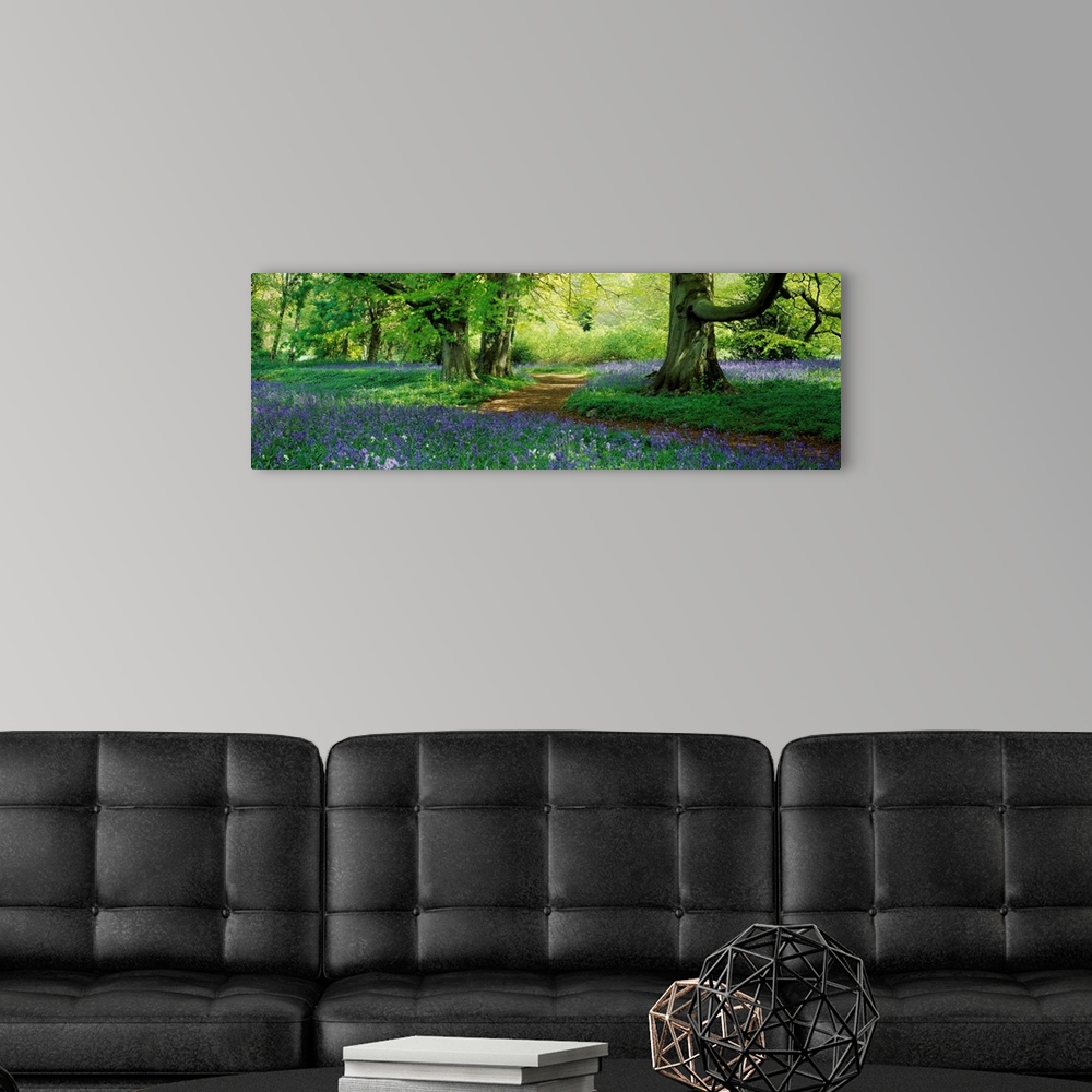 A modern room featuring A panoramic photograph of a path through the woods lined with wildflowers.