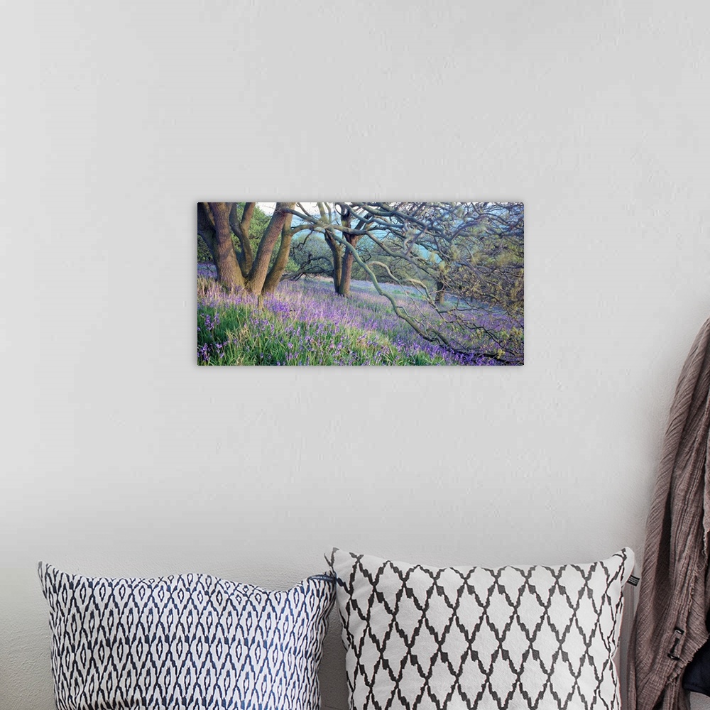 A bohemian room featuring Panoramic photo of bluebell flowers sprinkled through the countryside in the midst of forked trees.