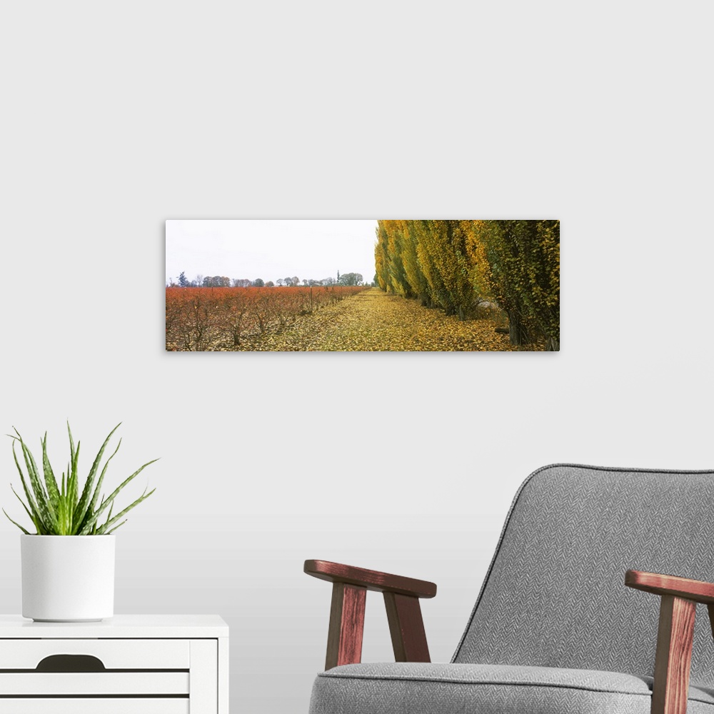 A modern room featuring Blueberry field, Benton County, Oregon