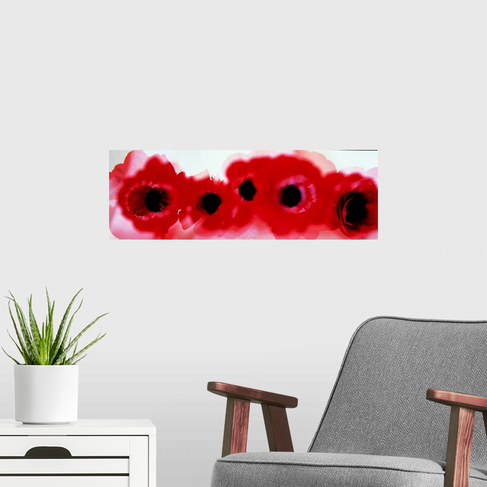 A modern room featuring Oversized, landscape photograph of a line of large, deep red flowers that are heavily blurred.