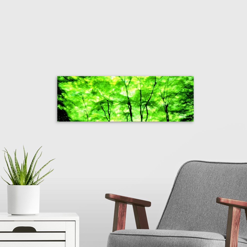 A modern room featuring Blurry Trees