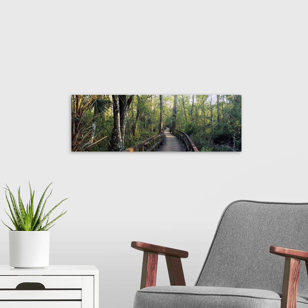 A modern room featuring Boardwalk passing through a forest, Big Cypress Bend, Fakahatchee Strand Preserve State Park, Flo...