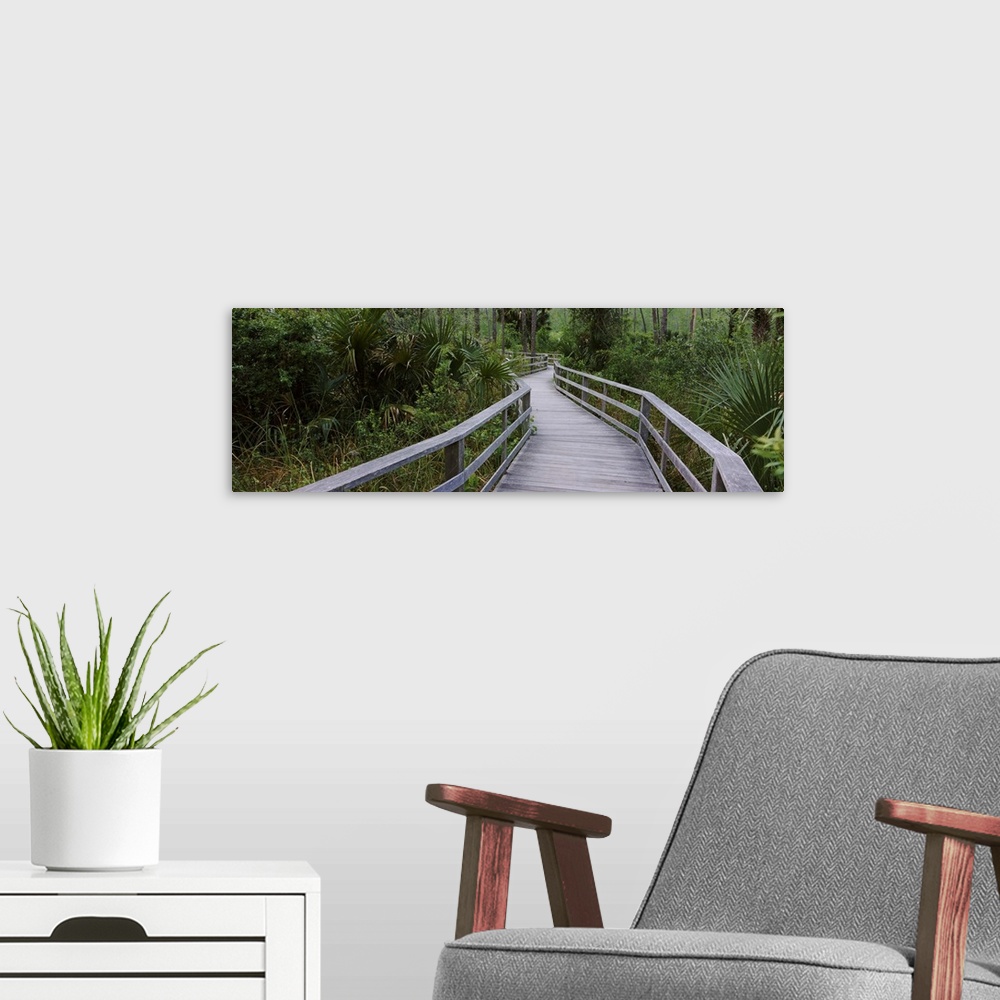 A modern room featuring Boardwalk passing through a forest, Corkscrew Swamp Sanctuary, Naples, Florida