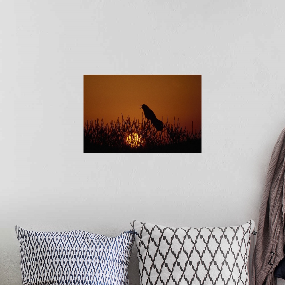 A bohemian room featuring Boat-tailed grackle (Cassidix mexicanus) silhouetted by sunset, Assateague Island, Maryland